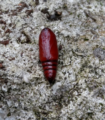 larve hanneton batavia