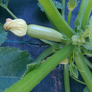 Nos courgettes