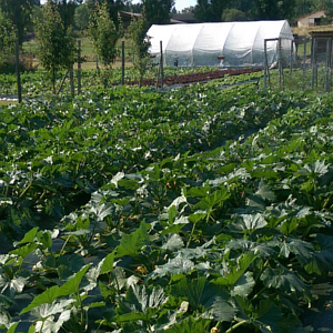 Notre potager