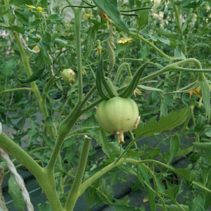 Nos tomates