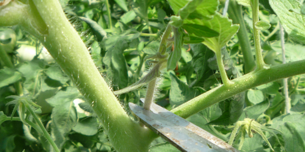 Gourmands des tomates