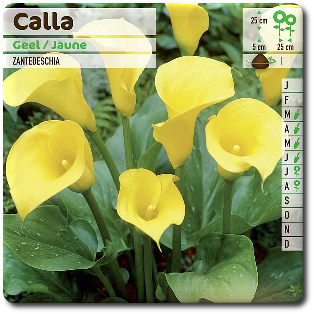 CALLA Jaune - Produit -Lbiocompost